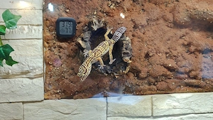 Leopardgeckos 1.1