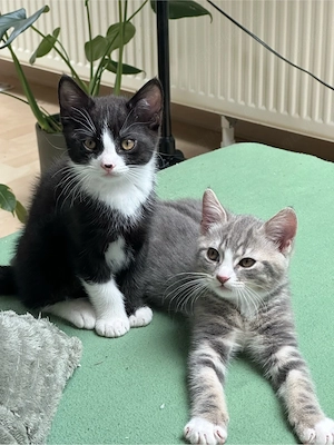 BKH Kitten abzugeben