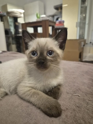 Siam BKH Kitten. Blaue Augen zum verlieben 