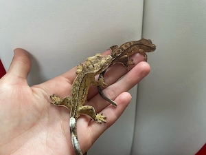 Kronengecko - Correlophus ciliatus