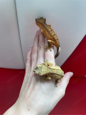Kronengecko - Correlophus ciliatus