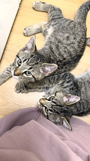 2 Kitten abzugeben-  16 Wochen alt