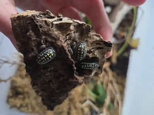 Armadillidium gestroi Asseln Isopod 