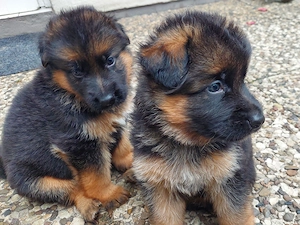 Altdeutscher Schäferhund Welpen