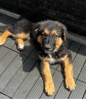 Schäferhund-Mix Hündin sucht ein liebevolles Zuhause