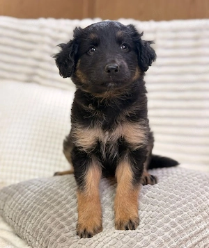 Janis - hat den Hundeblick gemeistert!