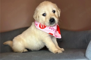 Golden Retriever-Welpen