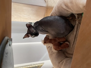 Sphynx Zuchtkatze 3 Jahre alt 