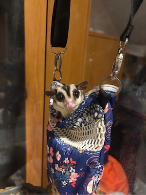 sugar glider