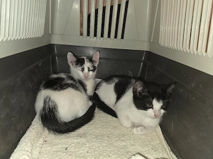 Katze und Kater