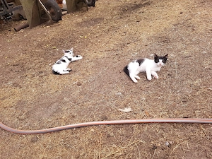 Katze und Kater