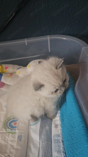 Verschmustes Katzenbaby sucht liebevolles Zuhause!