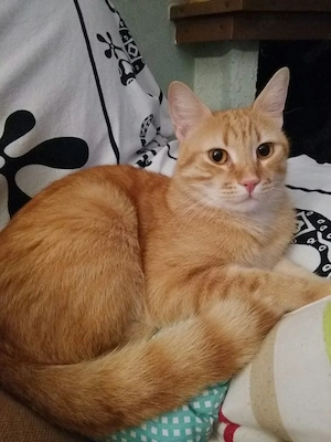 Junge orange Hauskatze zu verkaufen