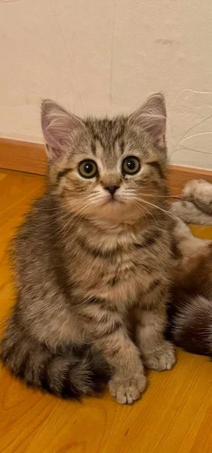 British Shorthair
