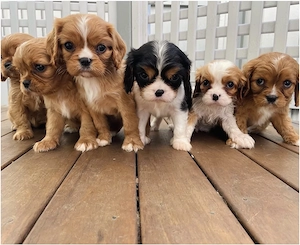 Cavalier King Charles Spaniel WELPEN - 
