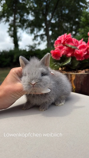 Superzahme Löwenköpfchen dürfen ausziehen! Kaninchen 