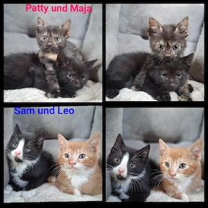katzenbabys maine coon Ek Mix