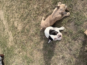 Französische Bulldogge