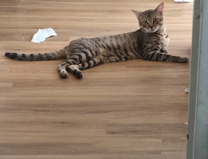 wunderschönes kater 