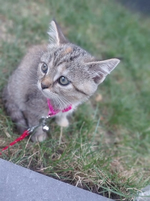 Baby katze 3 monate alt (hauskatze)