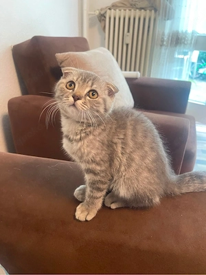 Liebevolle Katze sucht ein neues Zuhause