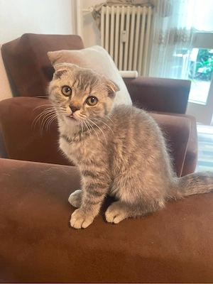 liebe volle katze sucht neues zuhause 