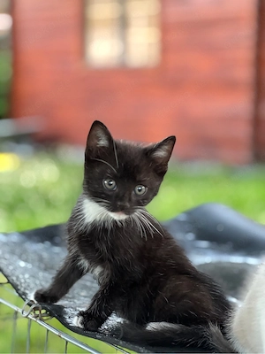  6 zuckersüße, unkomplizierte Kitten suchen ein liebevolles Zuhause!