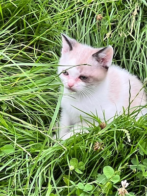  6 zuckersüße, unkomplizierte Kitten suchen ein liebevolles Zuhause!