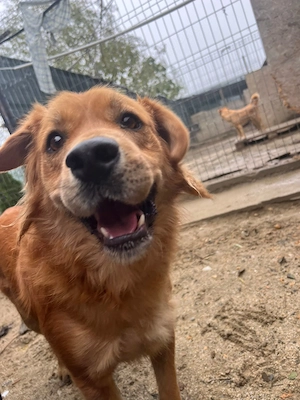 Teddy - ein treuer Begleiter