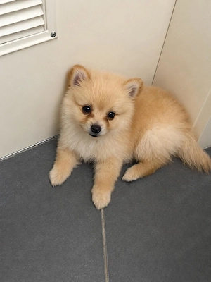 Hunde Welpen Zwergspitz Deutscher Spitz