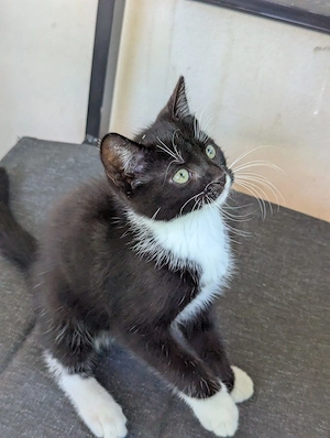Katzenbabys 10 Wochen alt