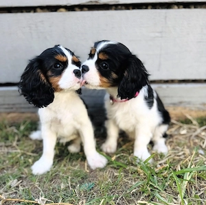 Cavalier King Charles Spaniel Welpen mit Papieren