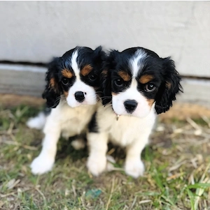 Cavalier King Charles Spaniel Welpen