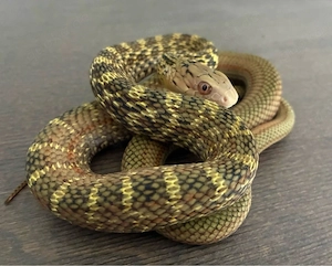 1.1 High Yellow Elaphe Carinata   Königskletternatter NZ25