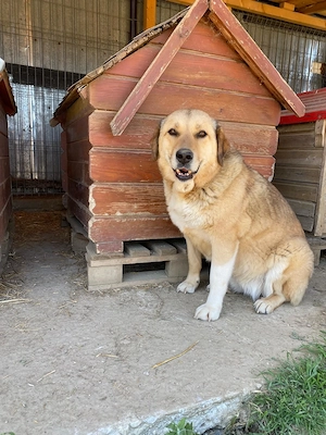 Lizzy - sanfte Riesin sucht Zuhause Bild 9