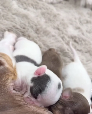 Warum Sie sich für unsere Chihuahua-Welpen entscheiden sollten