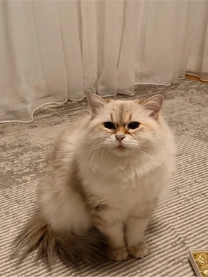 Sibirische Katze blue tabby point reinrassig