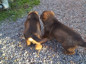 Deutsche Schäferhund-Welpen 