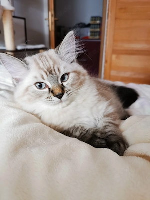 Heilige Birma Kitten Babys