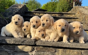 KC-registrierte Golden-Retriever-Welpen