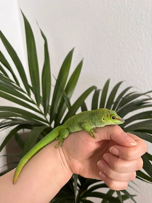 Großer Madagaskar Taggecko (Phelsuma grandis) mit Terrarium abzugeben