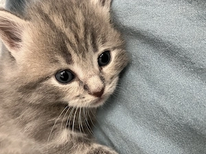 Main Coon Mix Kitten 