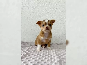 Klein, aber oho! Das Leben mit Chihuahuas   