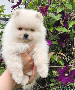 Wunderschöne, flauschige Zwergspitze (Pomeranians)