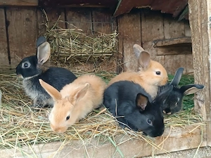 Kaninchen, kleine Häschen, Hasen