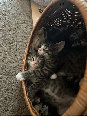 Zwei süße Babykatzen suchen ein liebevolles Zuhause