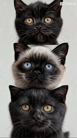 BKH , BLH Kitten ab sofort