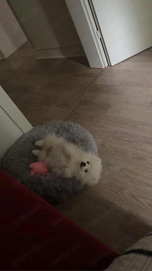 zwergspitz-Pomeranian