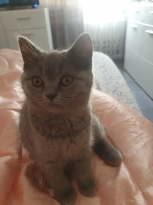 Bkh Mädchen blü reinrassig 