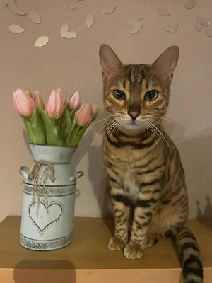Liebe Bengalkatze sucht 